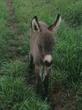 Miniature Donkeys for Sale